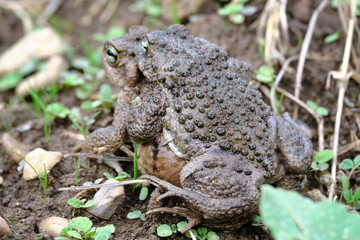 Andean spiny toad (Rhinella spinulosa), during mating or called amplexus
