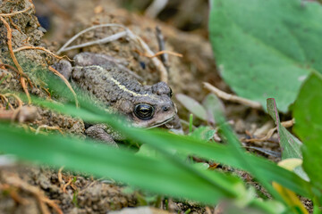 Andean spiny toad (Rhinella spinulosa), perched in the grass