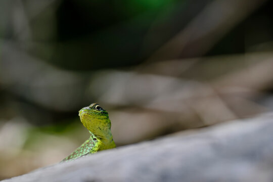 Collared lizard (Stenocercus chlorostictus) basking in the sun, perched on a branch