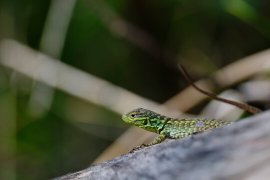 Collared lizard (Stenocercus chlorostictus).