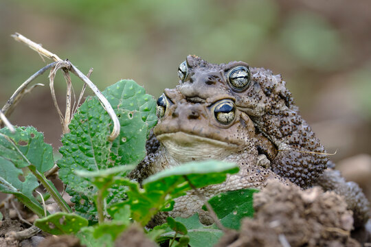 Andean spiny toad (Rhinella spinulosa), during mating or called amplexus