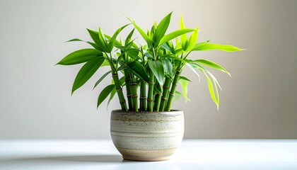 Lucky bamboo plant in a pot with fresh green leaves, minimalist indoor decor symbolizing nature, growth, and calm living.
