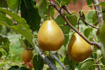 Fresh Yellow Pears on Branch in Sichuan Orchard