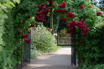 Obraz premium A picturesque rose archway adorned with vibrant red roses welcomes visitors into a serene garden, surrounded by blooming florals and lush greenery in a tranquil setting.