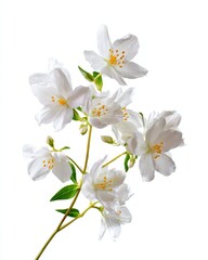 Obraz premium Delicate Jasminum Officinale Blossoms: A Portrait of Nature's Beauty on a Crisp White Background