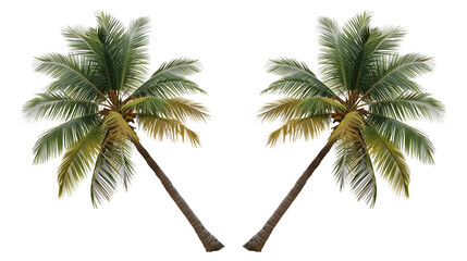 Obraz premium Two palm trees leaning towards each other on white background