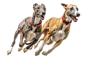 Greyhounds Racing, Fast Brindle and Fawn Sighthounds Action, cutout, PNG, isolated on white background, AI