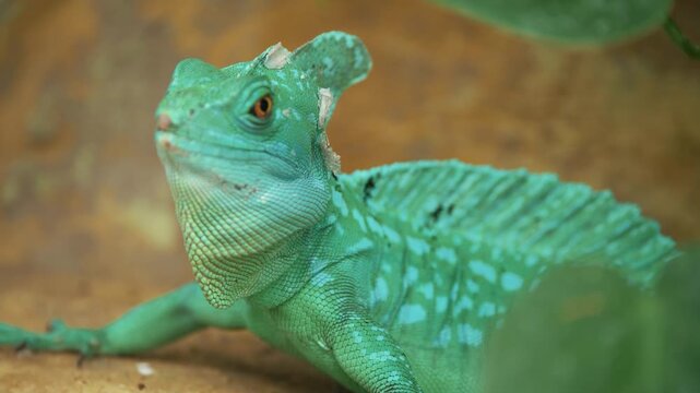 Extreme close-up of a Green Basilisk Lizard chameleon breathing calmly, macro shot of reptile scales and eye with shallow depth of field
