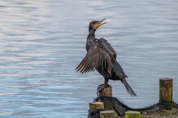 close up of cormorant phalacrocorax carbo drying wings with a Petersfield Heath Pond in the background