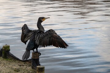close up of cormorant phalacrocorax carbo drying wings with a Petersfield Heath Pond in the background