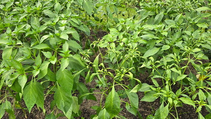 Chili plants in garden. Some of chili plants are suffering from viral leaf curl (caused by distorted leaves), bacterial wilt, causing entire plant to wilt and die. Chili plants were damaged by disease