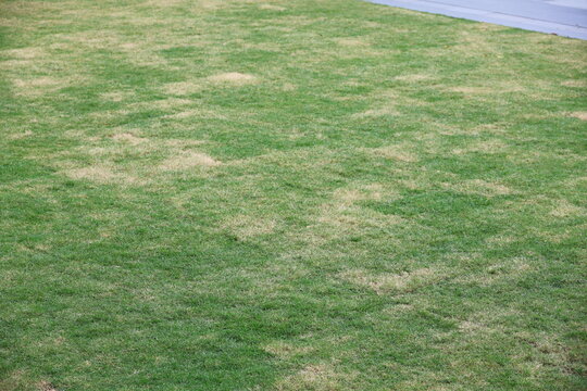 The lawn in the garden has uneven coloration. Some of the grass is brown. The grass wilted or dead, possibly due to lack of water, too much sunlight, fungal disease. Grass dried until they turn brown.