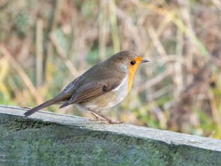 Robin red breast Erithacus rubecula perched on a fence with a blurred background