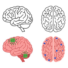 Brain Anatomy and Technology An insightful visual exploration of the human brain, depicted in diverse views and integrated with technological elements.