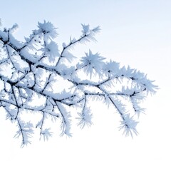 Close-up of frost-covered tree branches against a bright, clear sky