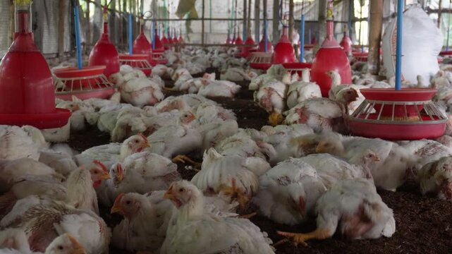 Broiler chickens inside a shed in a poultry farm