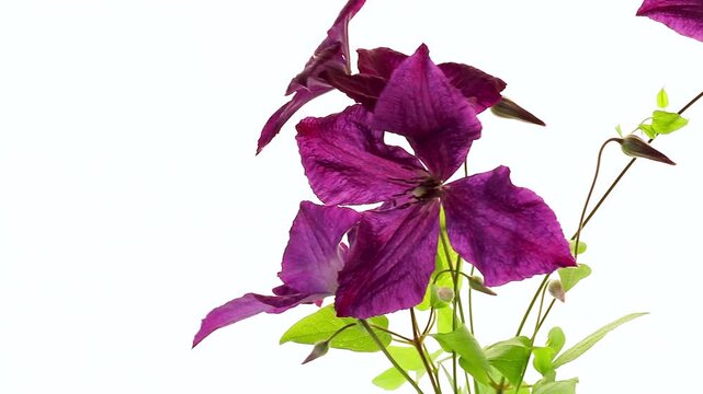 Isolated branch of clematis with petals on white
