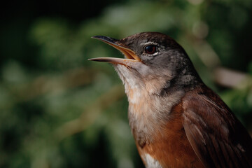 Fototapeta premium A vibrant close-up showcasing a singing bird in the wild, highlighting its vivid feathers and joyful expression, capturing the essence of nature's beauty and liveliness.
