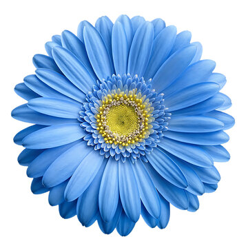 Close-up of a vibrant blue Gerbera daisy flower with a yellow center on a transparent background bloom isolated on a transparent background