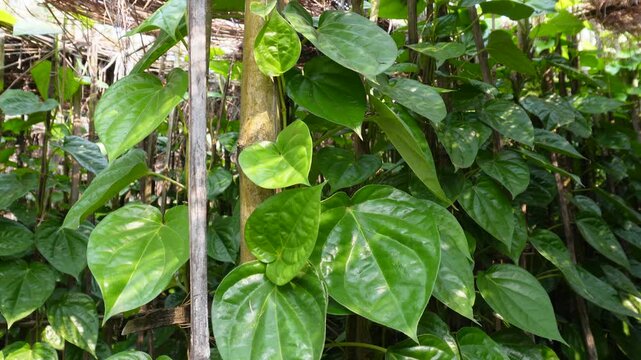 betel plant and leaves are growing in the farm