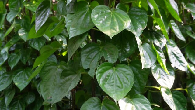 Leaves of a betel plant, Piper betle also known paan, maghai paan, or naagarvel. 