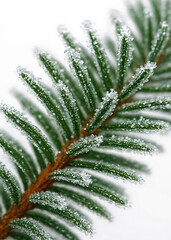 Frosted Pine Needles Macro Close-Up with Ice Crystals on Evergreen Branch
