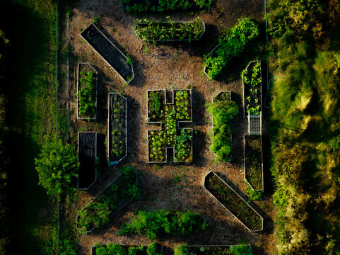 Aerial view of a verdant community garden's geometric beds, a tapestry of greens and browns under the summer sun, Boston, Massachusetts, United States.