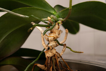 Watering a Phalaenopsis orchid at home using the immersion method in kitchen sink.  © MARINA