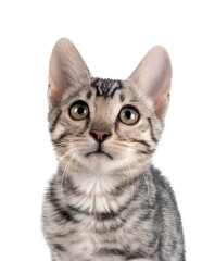 bengal kitten in studio © cynoclub