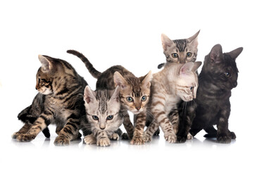 bengal kitten in studio © cynoclub