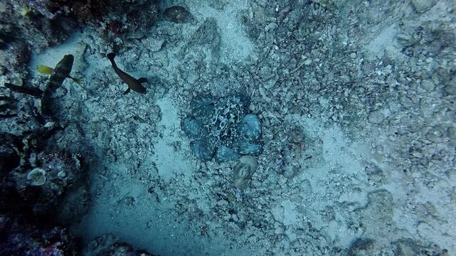 Camouflaged Octopus Resting on Coral Reef Seafloor Underwater