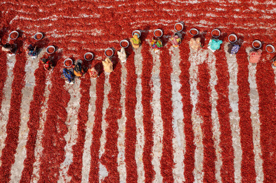 Aerial view of women harvesting red chilies in parallel lines, creating a vivid contrast with the ground in the fields, Sariakandi, Rajshahi Division, Bangladesh.