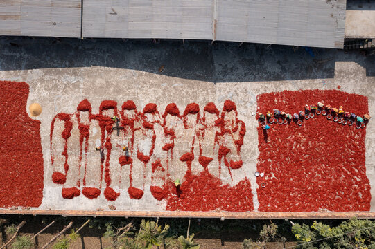 Aerial view of people working with red peppers drying on a vast concrete expanse, creating a vibrant mosaic of color and texture, Sariakandi, Rajshahi Division, Bangladesh.