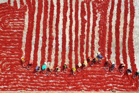 Aerial view of vibrant red chilies laid out in stark lines and swirls contrasting against the sandy ground, Sariakandi, Rajshahi Division, Bangladesh.