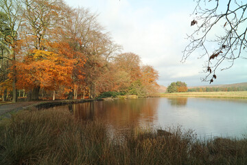 Autumn trees by a lake, Derbyshire, England

