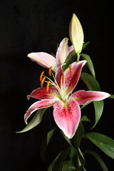Obraz premium Macro image of a pink Lily bloom against a black background, Derbyshire, England 