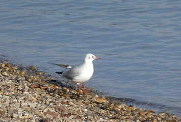 seagull on the beach