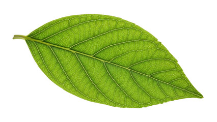 Obraz premium Vibrant single green leaf with clear veins showcased against a clean white background, symbolizing natural freshness, organic growth, and the purity of botanical life