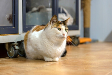White Cat with Brown Markings in Modern Shelter