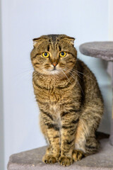 Tabby Cat Standing in Shelter Room