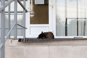 Portrait of tortie cat lying on tiled porch.
