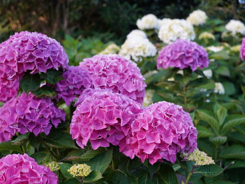 pink and purple flowers - Powered by Adobe