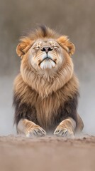 Obraz premium Powerful male African lion roars fiercely in fog, showcasing majestic mane against dark smoky backdrop in a wild setting