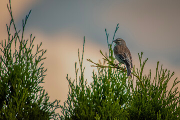 Small birds found in Poland.