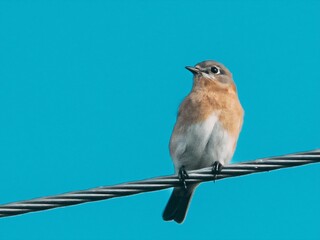 blue tit on a branch © Brandon