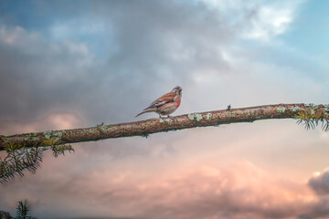 Small birds found in Poland. © Senatorek