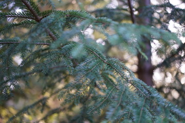Nahaufnahme einer Wei&szlig;-Tanne (Abies alba)