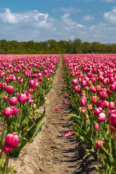 View of vibrant pink tulips stretch to the horizon under a bright sky, bisected by a path of warm earth tones, Noordwijk, South Holland, Netherlands.