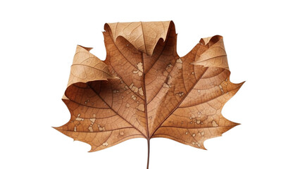 Obraz premium Close up of a solitary brown leaf with intricate veining and a curled edge, suggesting the arrival of autumn and the changing seasons