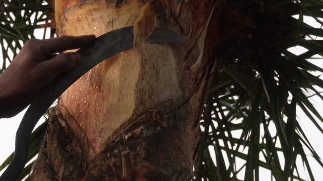 person using a tool to extract sap from a palm tree trunk